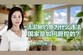 活泥鳅钓鱼为什么违法？国家是如何管控的？