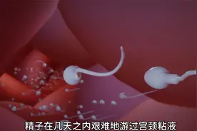 伟大的生命竞赛，精子和卵子是如何相遇并受孕的？3D动画演示