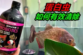 鱼缸内经常滋生大量蛋白虫，看着很不舒服，该如何解决