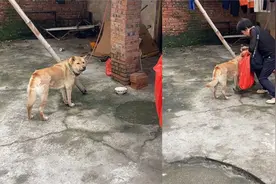 主人搬家狗子以为不要它了，满脸悲伤眼巴巴看着，带去新家秒开心视频封面