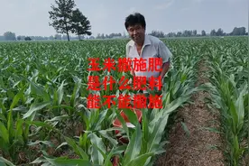 玉米撒施肥，是什么肥料，能不能撒施视频封面