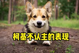 柯基不认主的表现，希望你家狗没有！