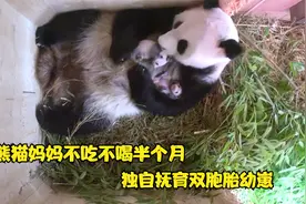 大熊猫阳阳独自抚育双胞胎幼崽，在树洞内17天不吃不喝视频封面