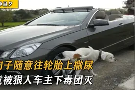 小区狗主人遛狗从不牵绳，被狠人一招团灭，主人能否得到赔偿视频封面