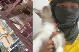 大象萌宠丨网友拉着“偷瓜贼”开会；外卖小哥与猫事件后续视频封面