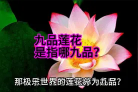 九品莲花是指哪九品