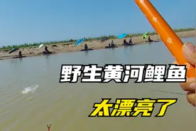 黄河野生鲤鱼长什么样子？今天让你们开开眼，简直不要太漂亮视频封面