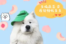 萨摩耶爱吃蔬菜 好处多多