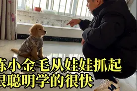 开始训练小金毛凯撒，小家伙很聪明，学的也很快视频封面