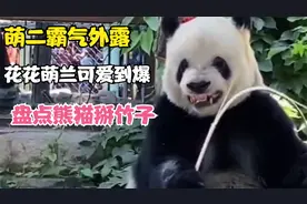 盘点熊猫掰竹子，萌二霸气外露，花花萌兰可爱到你了吗