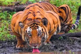 老虎在河边喝水，遭到鳄鱼袭击，老虎：连我表弟美洲豹都打不过！