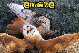 老鹰抓猫头鹰，结果被打跑了｜纪录片视频封面