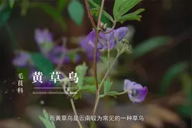 黄草乌：祛风除湿、散寒止痛、温经通络