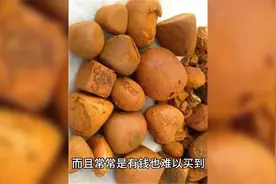 价比黄金的神奇石头 —— 牛黄，价值几何？视频封面