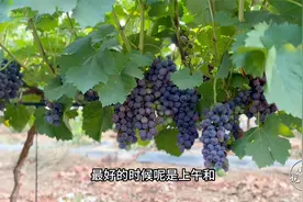 在葡萄种植当中，应该在什么时间打药，药效才会发挥的比较好视频封面