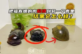 把福寿螺肉取出来移植到另一个壳里，会发生什么逝？视频封面