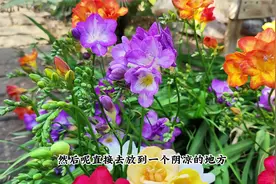 香雪兰枯萎后，及时起球“保存”，一盆几十颗，秋种开爆盆视频封面