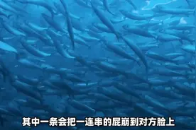 鲱鱼罐头为何那么臭？揭秘瑞典鲱鱼罐头工厂，质检员喝血水吃生肉