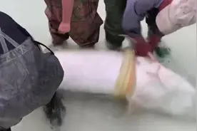 渔民捕到我国最大淡水鱼，重量可达上千斤，专家看到脸色都变了视频封面