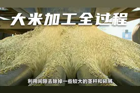 探访大米加工厂，揭秘大米加工的全过程视频封面