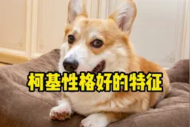 柯基有这些特征，说明它性格很好！