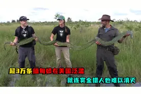 缅甸蟒在美国泛滥，超3万条蛇难逢敌手，就连赏金猎人也难以消灭视频封面