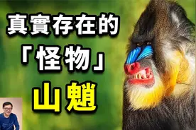 非洲奇特的生物，妖艳到颠覆认知，世界上最大的猴子——山魈