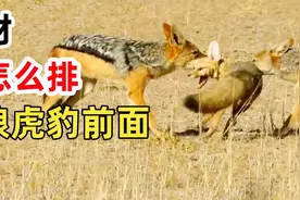 豺比狼还小，凭什么能排在豺狼虎豹之首？随口叼走狮子的食物视频封面
