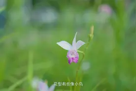 百样解，可治疗食物、药物及各种中毒引起的呕吐、腹泻，头昏等视频封面