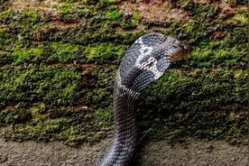 佛山一工厂现4条眼镜蛇，它们是哪种眼镜蛇？剧毒的南方常见蛇类视频封面