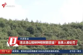 河源紫金：违法清山毁林种桉树数百亩？当事人被处罚！
