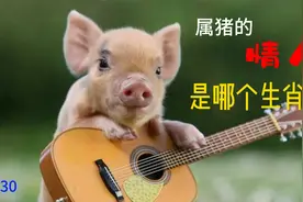 属猪的情人会是哪个生肖呢？视频封面