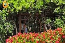 锦绣太原花正盛 移步换景皆如画视频封面