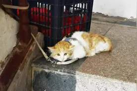 发现邻居拴猫虐养！追踪30天拍到揪心画面，第60天时，我哭了！视频封面