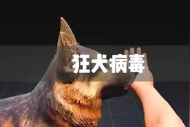 一个视频带你了解狂犬病毒