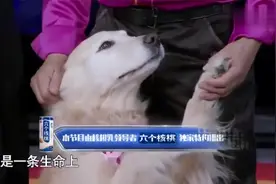 11岁金毛犬跳拉丁俘获全场，一个空中动作，直接让董卿尖叫