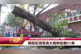 长春市朝阳区：防汛工作前置 处理危险树木视频封面