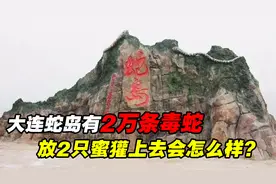 大连蛇岛上有2万条毒蛇，丢2只平头哥进去，能把蛇全部吃完吗？