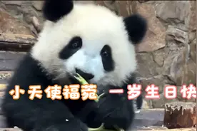 坚强的小天使福菀今天一岁了，祝我们的小福菀生日快乐熊生幸福！视频封面