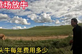 内蒙大哥租草场放牛，每年雇车拉到草原放4个月，看看费用是多少