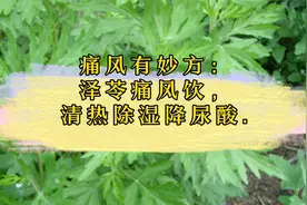 痛风有妙方：泽苓痛风饮，清热除湿降尿酸视频封面