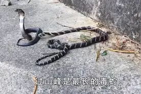 过山峰是最长的毒蛇-专门以蛇为食-它到底有多可怕？视频封面