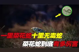 一里菜花蛇，十里无毒蛇，为何无毒的菜花蛇被称为是百蛇之王？