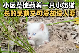 小区的草地里藏着一只流浪小奶猫，长得呆萌又可爱，心都萌化了！视频封面