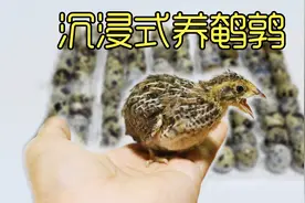 沉浸式养鹌鹑，超市买了100个鹌鹑蛋孵化20天，终于出来了视频封面
