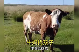 牛妈妈四处找牛宝宝视频封面