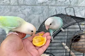 吃菠萝蜜了，拿点给小鸟，看它们喜不喜欢吃