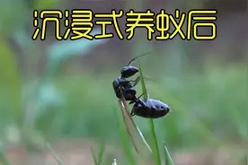 沉浸式养蚂蚁，在野外抓到一只蚁后并养起来，太好玩太神奇了