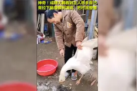 神奇！成精大鹅看到主人想杀自己，耷拉脑袋装死演戏，把村民整懵视频封面