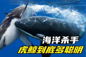 虎鲸的智商究竟有多高？超出你的想象！
